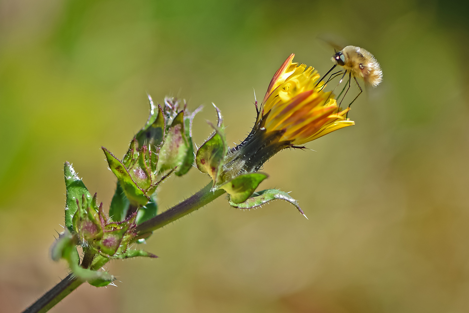 Picris Echioides (Cardo perruno)